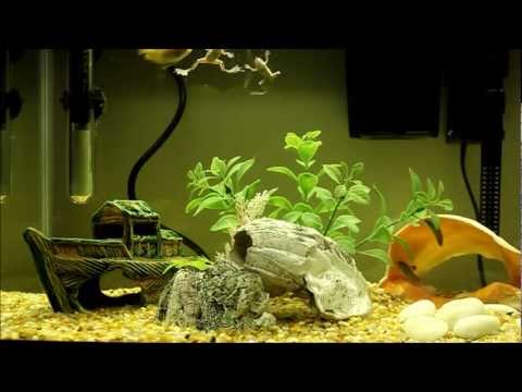 how to cure dropsy in african dwarf frog
