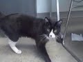 *ADOPTED* Chagall 4666090 Humane Society Colorado Adopt