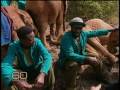 Ivory is selling for nearly $1,000 a tusk, causing more elephants to be slaughtered and more orphaned babies in need of special care provided by an elephant orphanage in Kenya. Bob Simon reports.