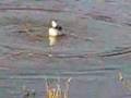 videos de Red-Necked Phalarope