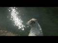 2008-12-23 | Chinese Crested @ Bull Creek Dog Park- Austin, Texas ~> Barron and sunlight ... (01:11)