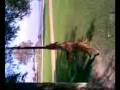 videos de shiva compilado.wmv