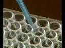 Bird Flue virus vaccine test http://www.tvdata.ru/health Bird Flue virus vaccine test http://www.tvdata.ru/health