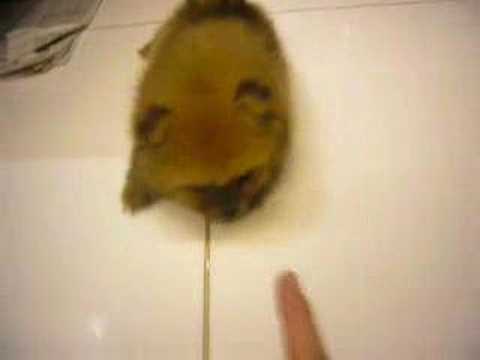puppy pomeranian