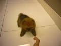 puppy pomeranian