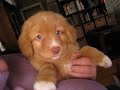 Daintree Duck Tollers- Vindaloo Daintree Duck Tollers- Vindaloo