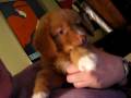 Daintree-Duck-Toller