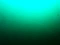 ヒラマサの殺戮ショー。