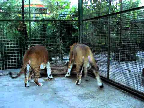 tigon /