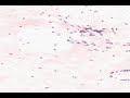 shotgun-histology-areolar-connective-tissue.html