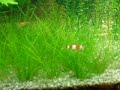 Planted Tank Oct 18, 2007.