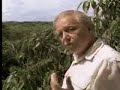 Identifying exotic birds in the tropical rainforest - David Attenborough  - BBC wildlife