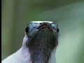 Identifying exotic birds in the tropical rainforest - David Attenborough - BBC wildlife Identifying exotic birds in the tropical rainforest - David Attenborough - BBC wildlife