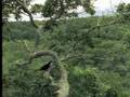 Identifying exotic birds in the tropical rainforest - David Attenborough  - BBC wildlife