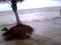 SOS MARAH� / MOSQUEIRO / PA