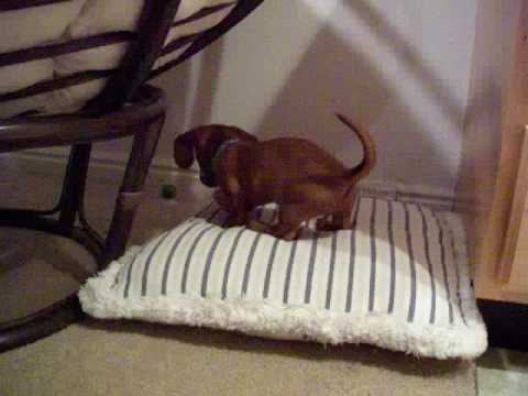 Dachshund