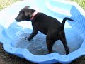 Macca - One Cute Puppy