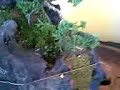 bonsai casca grossa