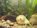 meu aqua de 54l plantado 