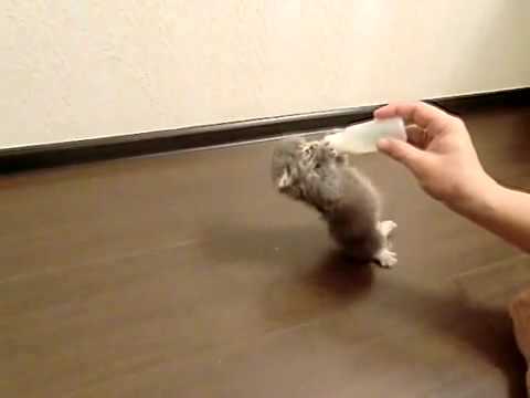 「[ネコ]お腹ペコペコの仔猫が哺乳瓶にしがみつく姿がかわいい。」のイメージ