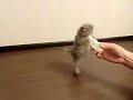 [ネコ]お腹ペコペコの仔猫が哺乳瓶にしがみつく姿がかわいい。のサムネイル