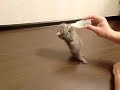 [ネコ]お腹ペコペコの仔猫が哺乳瓶にしがみつく姿がかわいい。のサムネイル2
