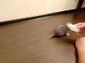 [ネコ]お腹ペコペコの仔猫が哺乳瓶にしがみつく姿がかわいい。のサムネイル3