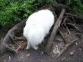 Miss Daisy Mae searching for a squirrel