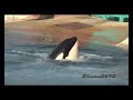 Marineland Antibes August 2009 (orcas)
