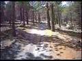 XR650R XR400R  XR250R in the woods