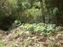 TERRENO EN VENTA EN SAN JUANITO OAXACA 9,000M2