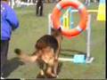 agility and what can go wrong