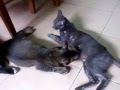 dah besar isp susu lagi - YouTube