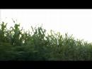 Video by Shadow Entity Wizard.  Video For No Math 5 from album No Math.  Vid is Pics from a warm pennsylvania summer evening cruise through the country side.