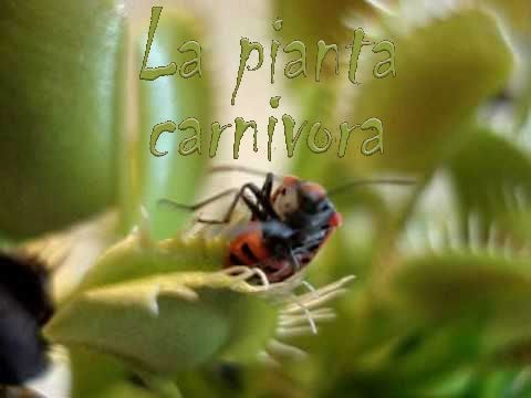 how to grow dionaea muscipula