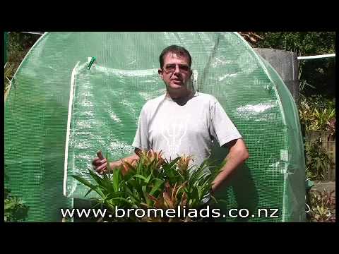 how to replant bromeliad pups