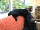 Milo & Ianto at play