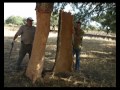 Saca del corcho en Oliva de la Frontera, Bajadoz España