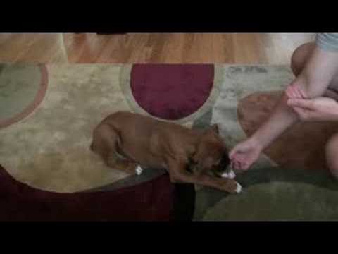 Haiduc doing tricks
