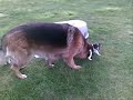 foxydoxy.pl - My wire fox terrier puppies