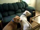 TREAT SNIFFING DOGS!
