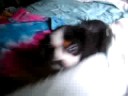 Fezzik the dog