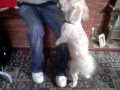 gizy the shitsoo humping a person