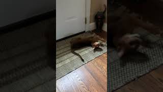 Abyssinian Cat - Dino catches a mouse! Oh my!
