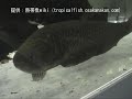 ?????????Reticulate knifefish????Papyrocranus afer ?????????Reticulate knifefish????Papyrocranus afer