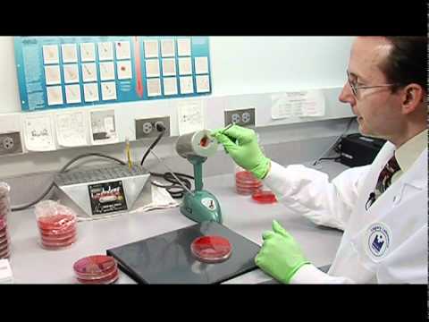 how to isolate e coli from water