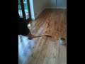 Osmo oak floor