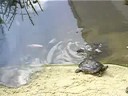 Turtles at the Sheraton Düsseldorf Airport Hotel Part II
