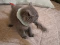 Click here to watch this video 大興奮フィグ .avi