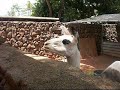LLaMa